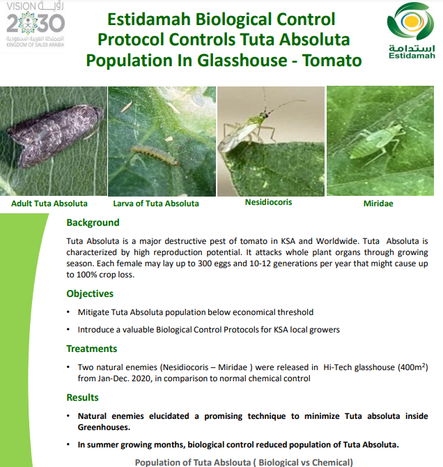 Estidamah Biological Control Protocol Controls Tuta Absoluta Population In Glasshouse - Tomato