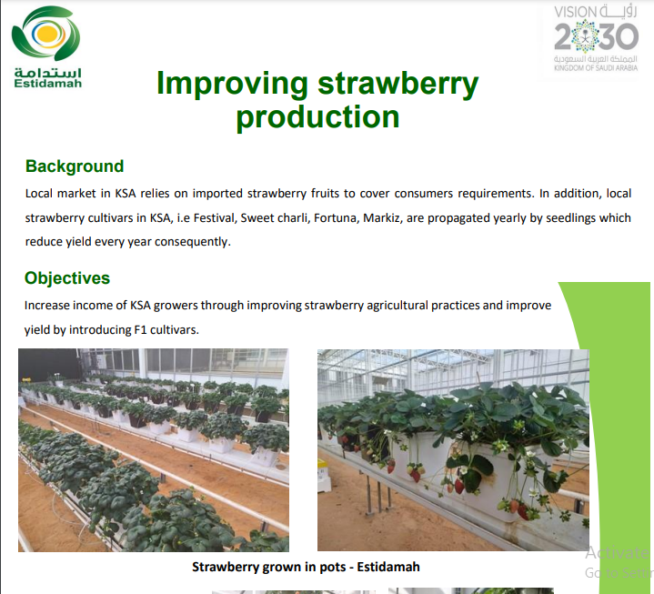 Improving strawberry production