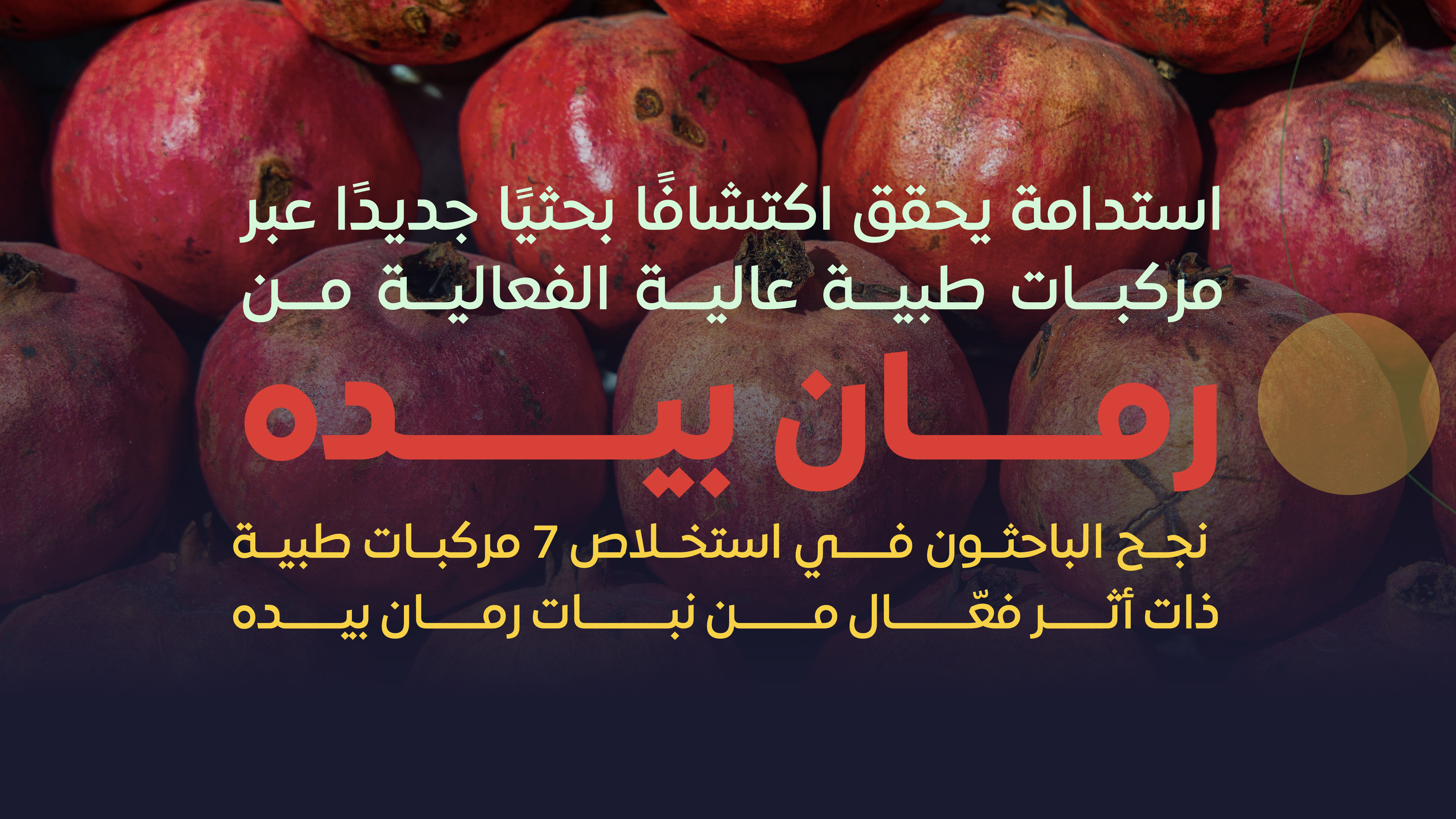 في إنجاز سعودي جديد… "مركز استدامة" يعلن نتائج واعدة للرمان المحلي قد تسهم في مكافحة السرطان