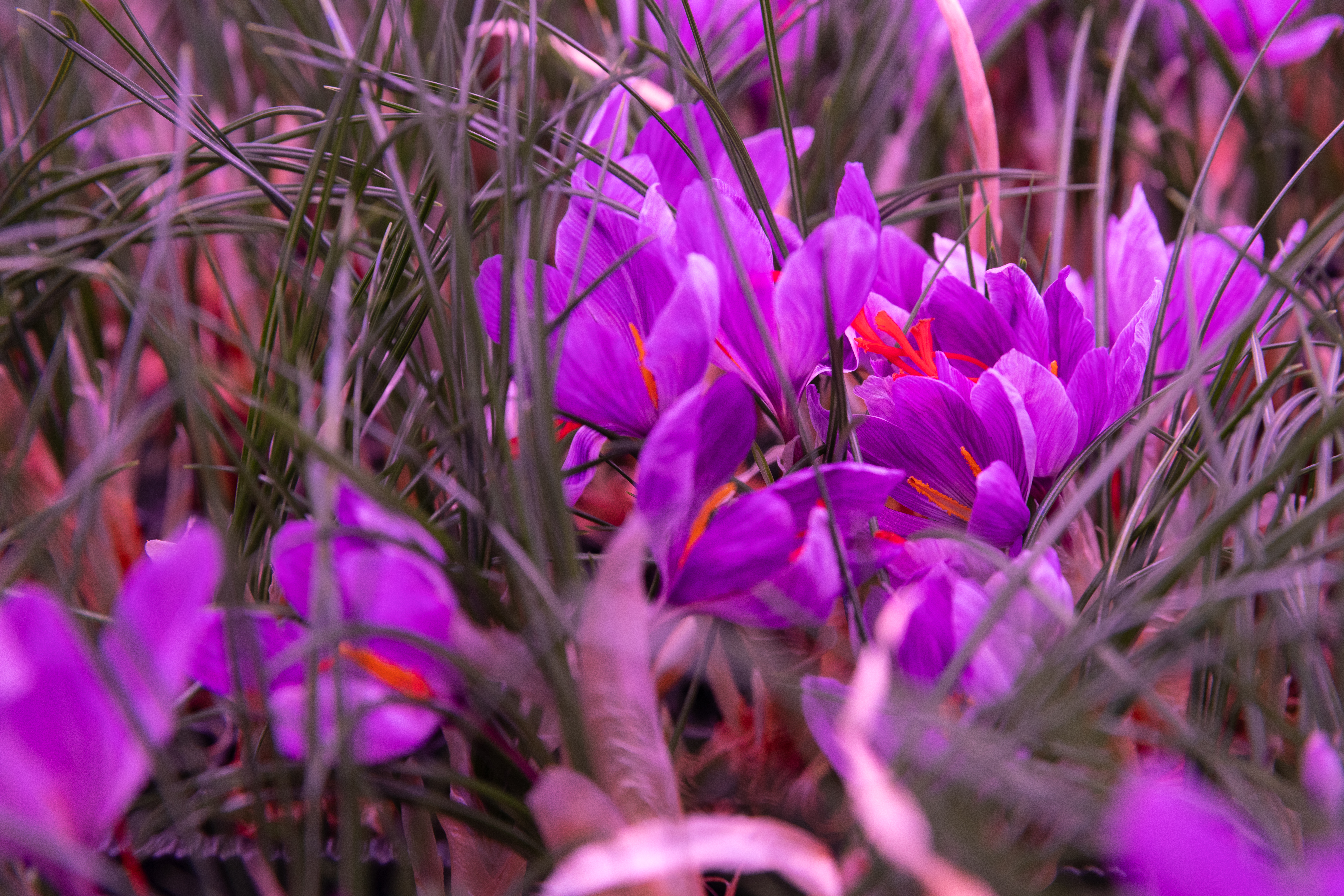 اعتماد عالمي تحققه استدامة لتوطين الزعفران السعودي وفق المواصفات العالمية.