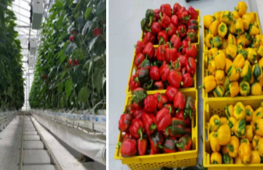  Pepper Production in Closed Hi-Tech Greenhouse