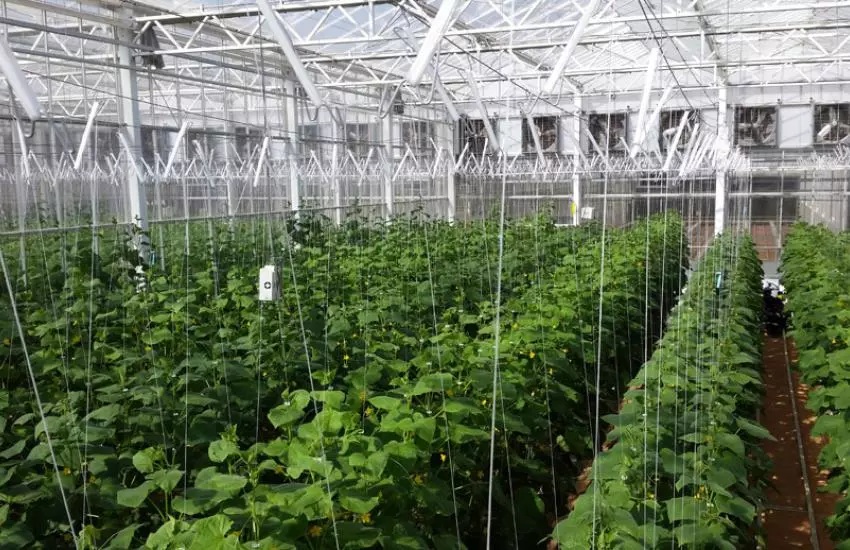 Effect of Diffuse Glass greenhouse cover compared to Clear Glass cover on Cucumber Production