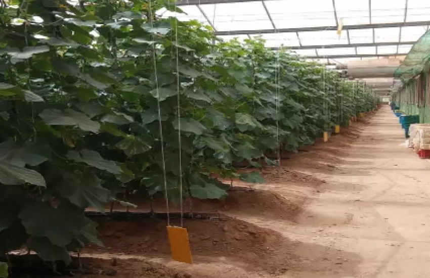 Using High-Wire Cucumber growing system in Med-Tech Glass Greenhouse at the commercial farm - Al-Kharj, Riyadh region