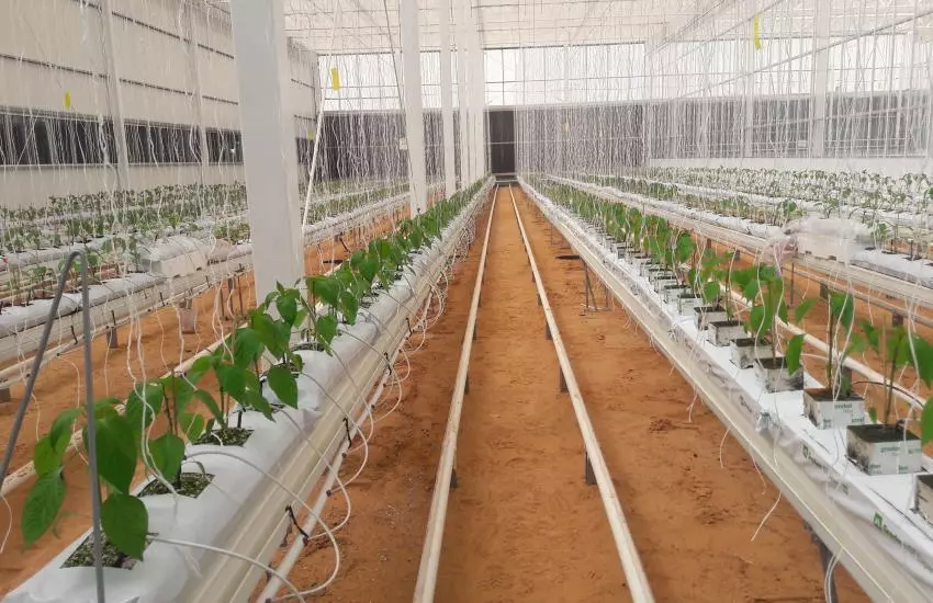 Sweet Pepper Yield and Water Use Efficiency as Affected by Local and Imported Soilless Substrate ....