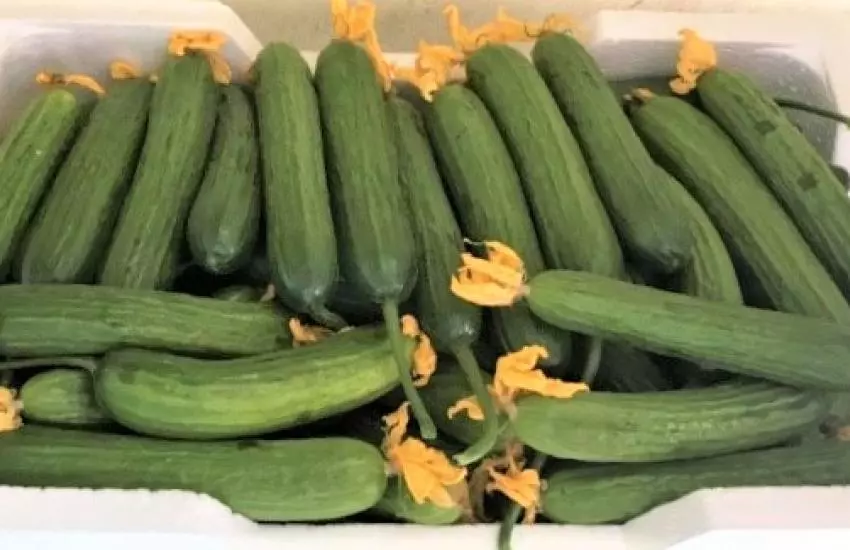 Using High-Wire Cucumber growing system in Med-Tech Glass Greenhouse at Commercial Farm - Unaizah, Al-Qassim Region