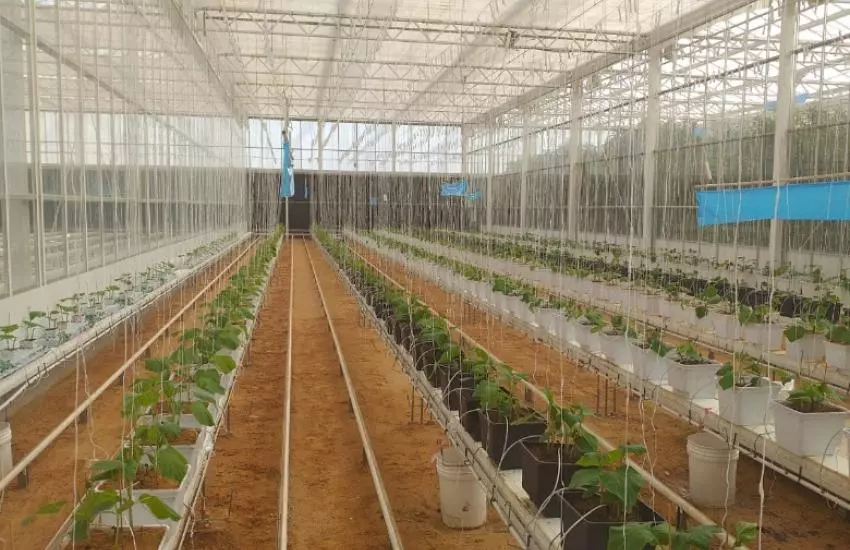 Effect of using biofertilizers on cucumber production under water stress conditions