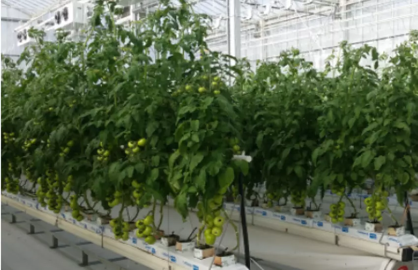 Comparison between Hi-Tech, Med-Tech and Modified Plastic house performance on Tomato Production