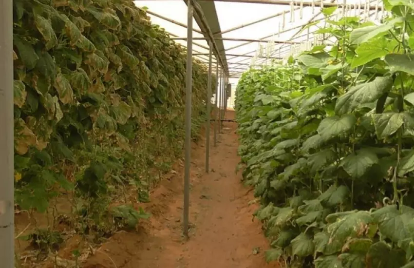 Using High-Wire Cucumber growing system in Med-Tech Fiberglass Greenhouse at the commercial farm ....