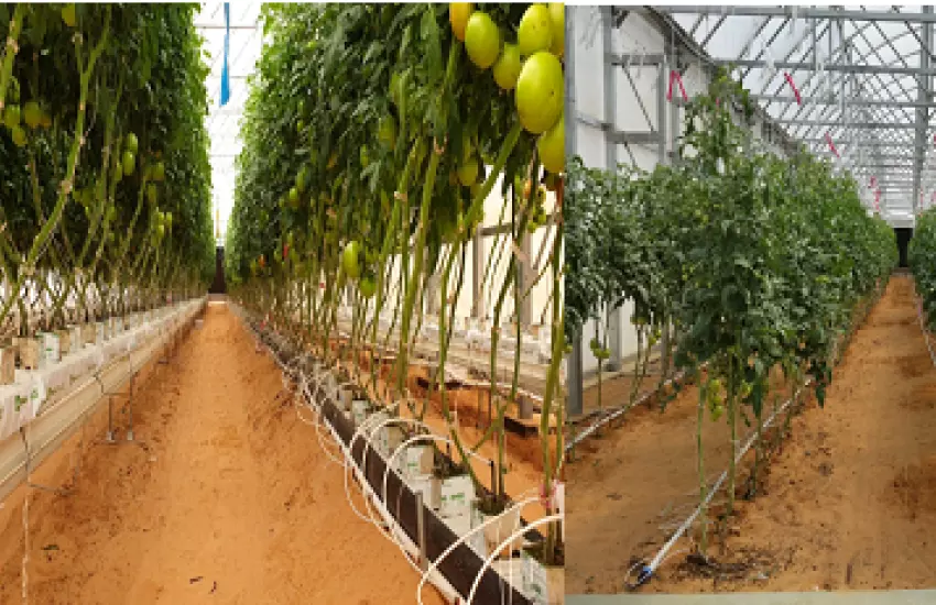 Effect of Plant Stem Density on Tomato Yield