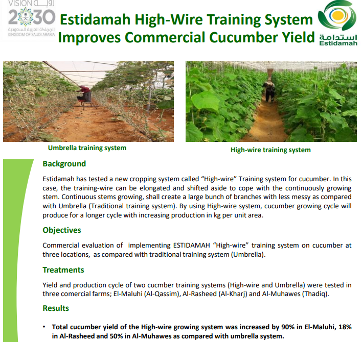 Estidamah High-Wire Training System Improves Commercial Cucumber Yield