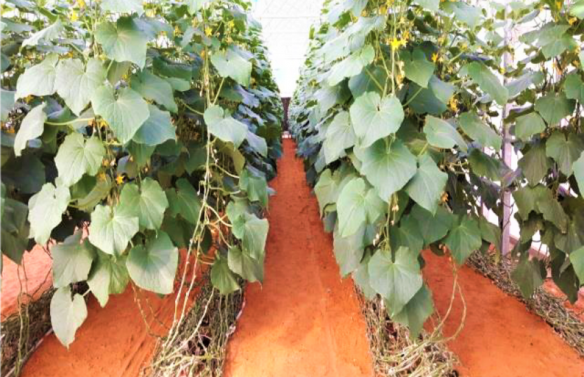 High-Wire Cucumber growing compared to the Traditional Umbrella System