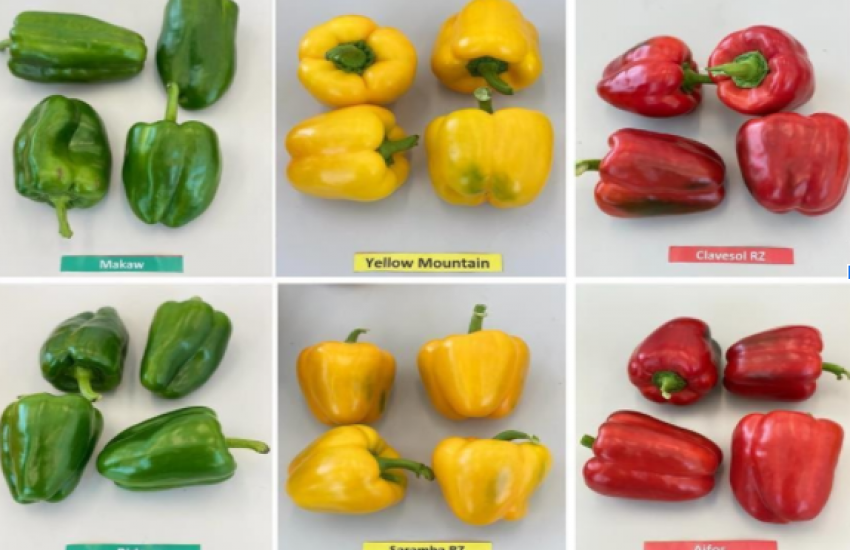 Improving yield of sweet pepper in Med-Tech greenhouses