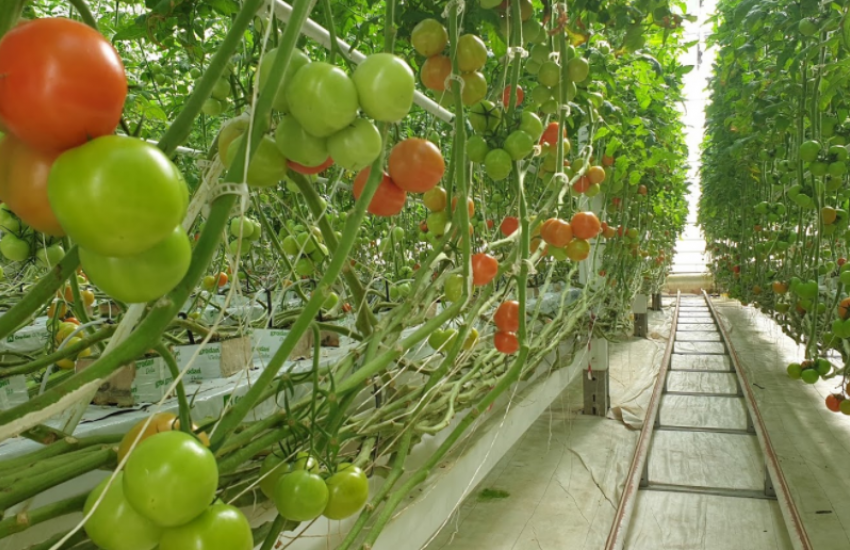 Evaluation of nine tomato cultivars under  Hi and Med-Tech greenhouses
