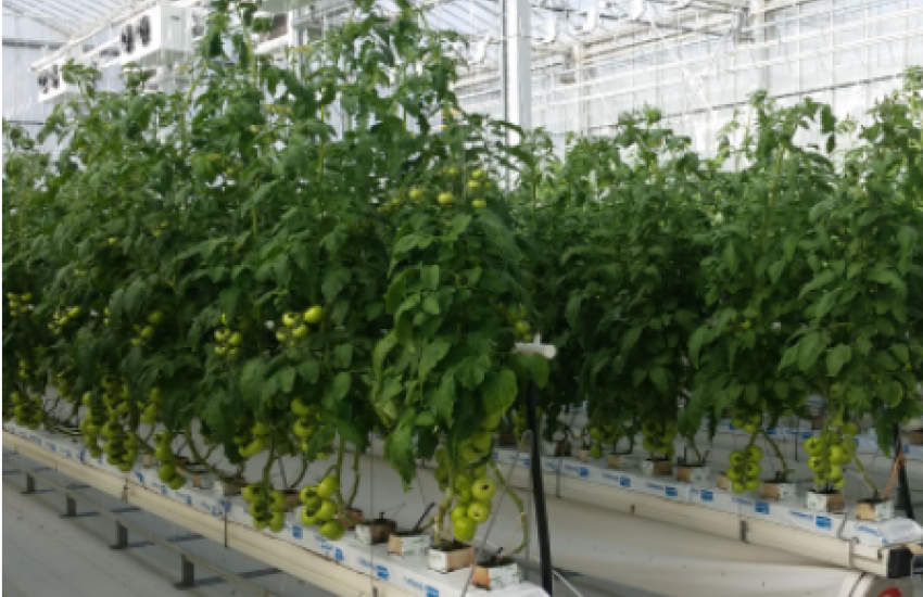 Comparison between Hi-Tech, Med-Tech and Low-Tech greenhouse performance