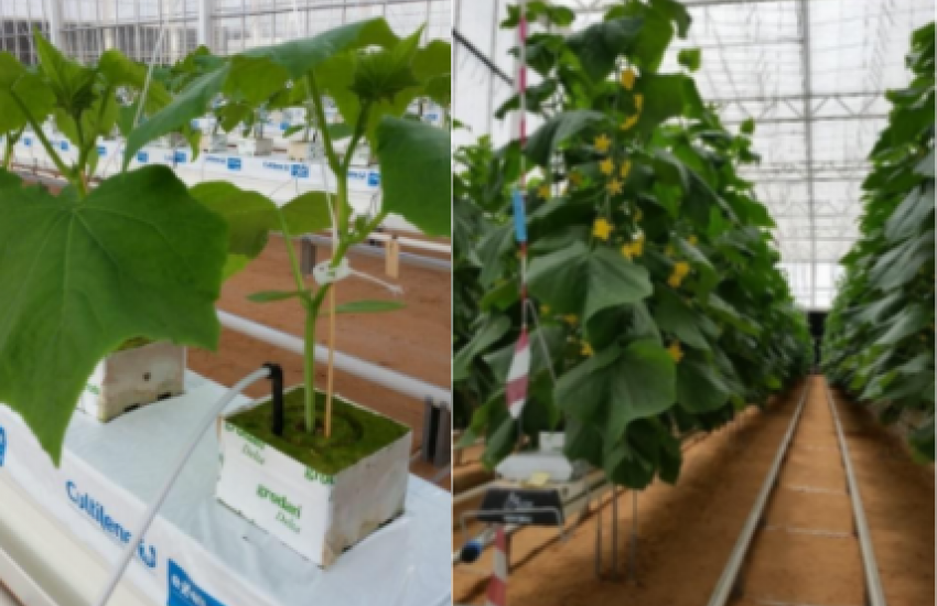 Effect of greenhouse light transmissivity and plant density on cucumber production 