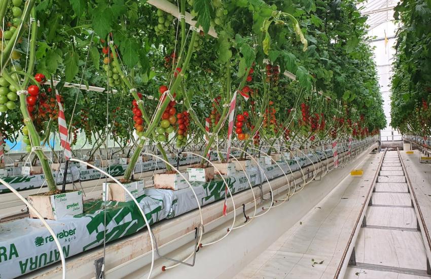 تأثير تقنيات البيوت المحمية وملوحة والمحلول المغذي وتبريد الجذور على إنتاج وكفاءة إستخدام المياه لعدة اصناف من الطماطم الكرزية (الشيري)