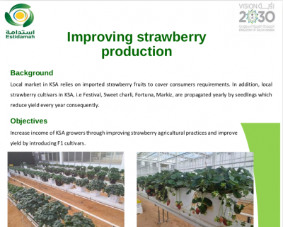 Improving strawberry production