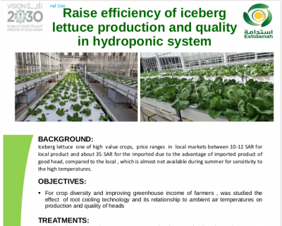 Raise efficiency of iceberg lettuce production and quality  in hydroponic system