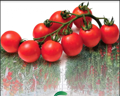 زراعة الطماطم الكرزية (الشيري) في البيوت المحمية