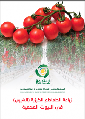 زراعة الطماطم الكرزية (الشيري) في البيوت المحمية